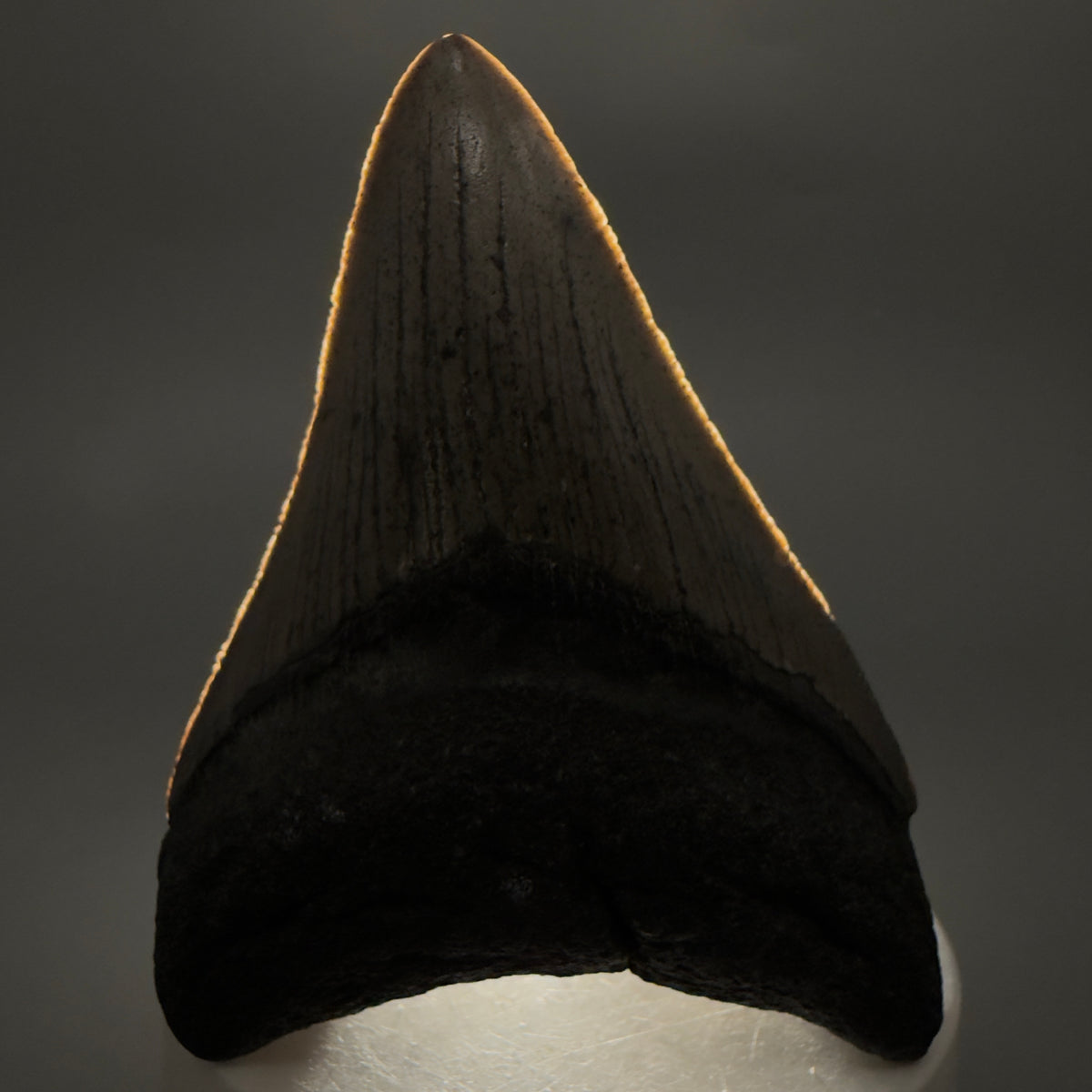 Front View Colorful 3.25" Fossil Megalodon Tooth from North Carolina - megalodonteeth.com CM6634 - 1