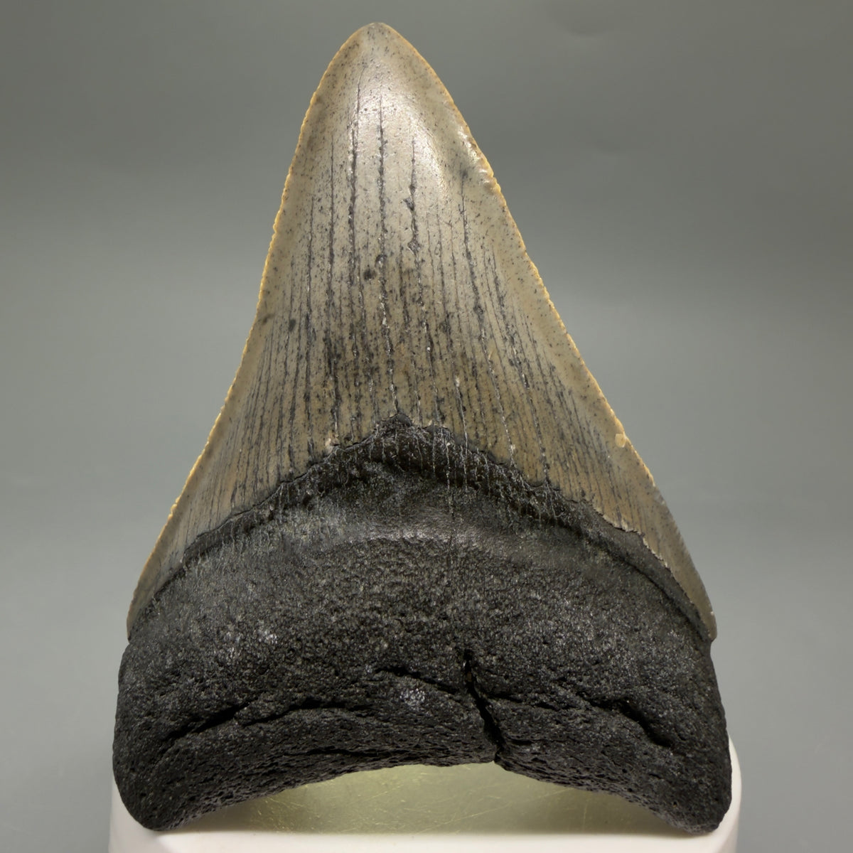 Front View Colorful 3.25" Fossil Megalodon Tooth from North Carolina - megalodonteeth.com CM6634 - 2