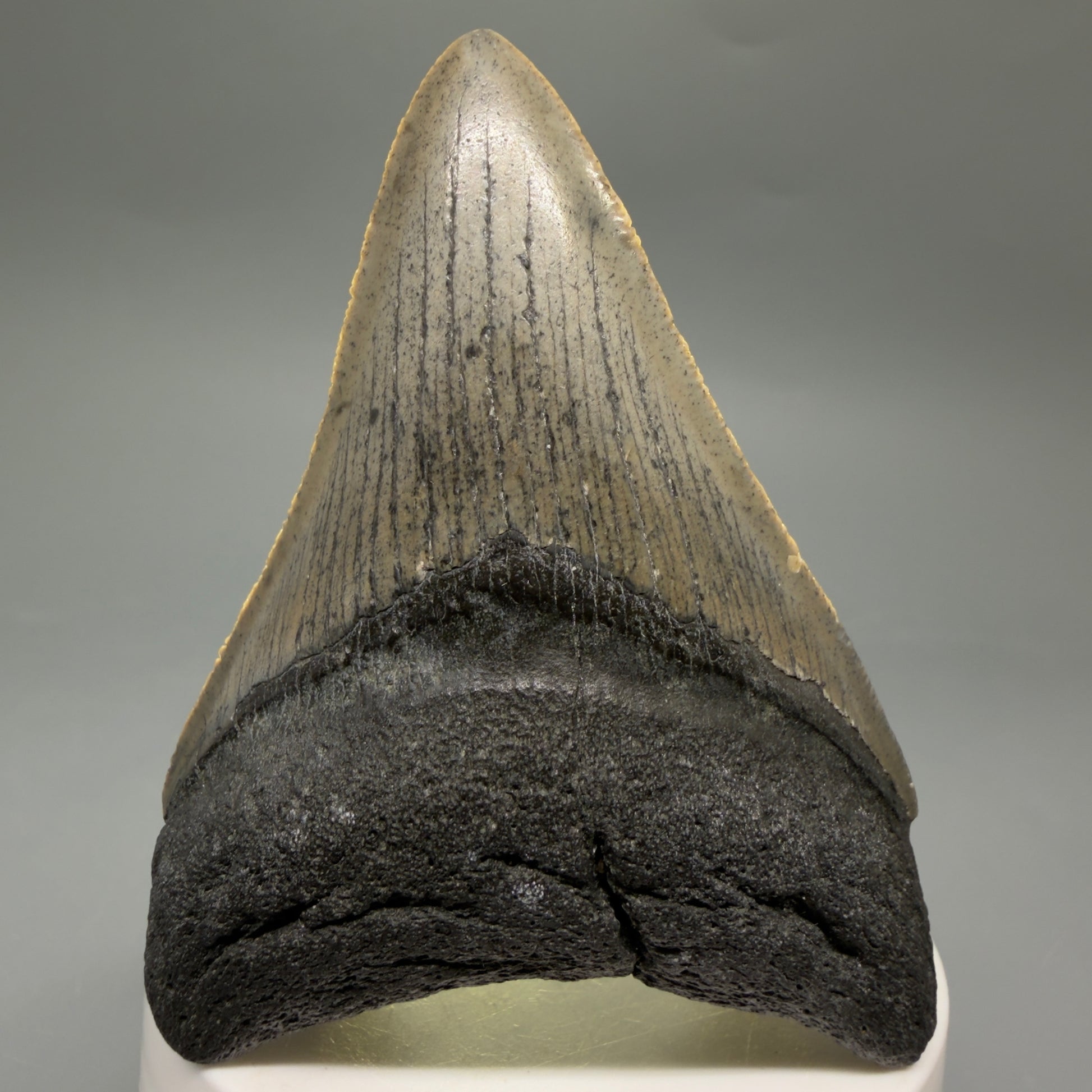Front View Colorful 3.25" Fossil Megalodon Tooth from North Carolina - megalodonteeth.com CM6634 - 2