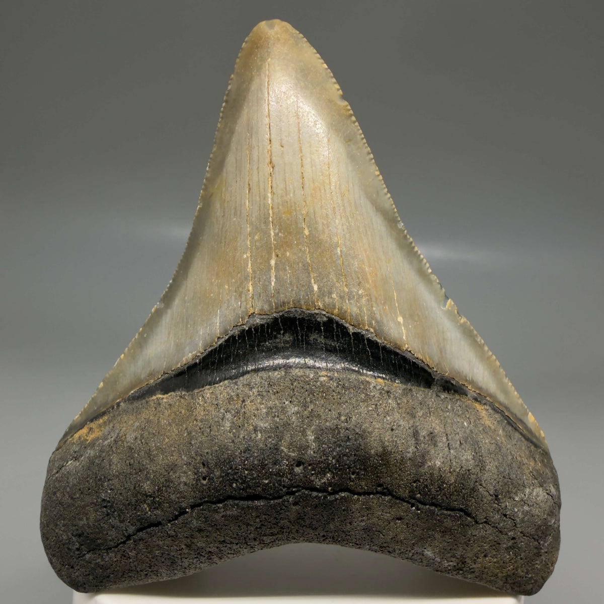 Front View Colorful 3.27" Fossil Megalodon Tooth from North Carolina - megalodonteeth.com CM6799