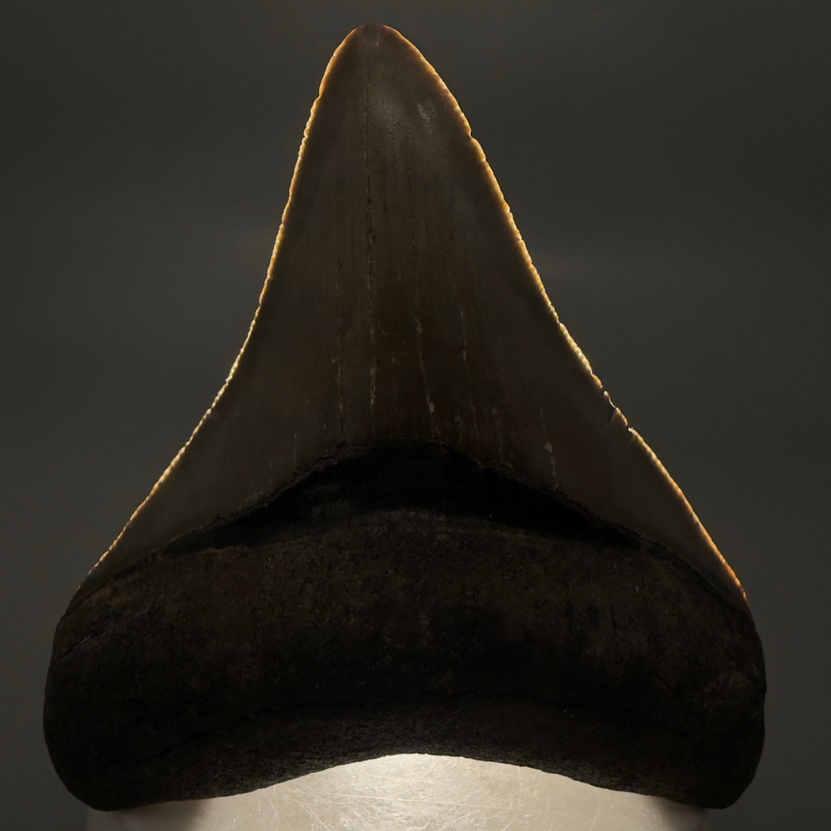 Front View Colorful 3.27" Fossil Megalodon Tooth from North Carolina - megalodonteeth.com CM6799 - 2