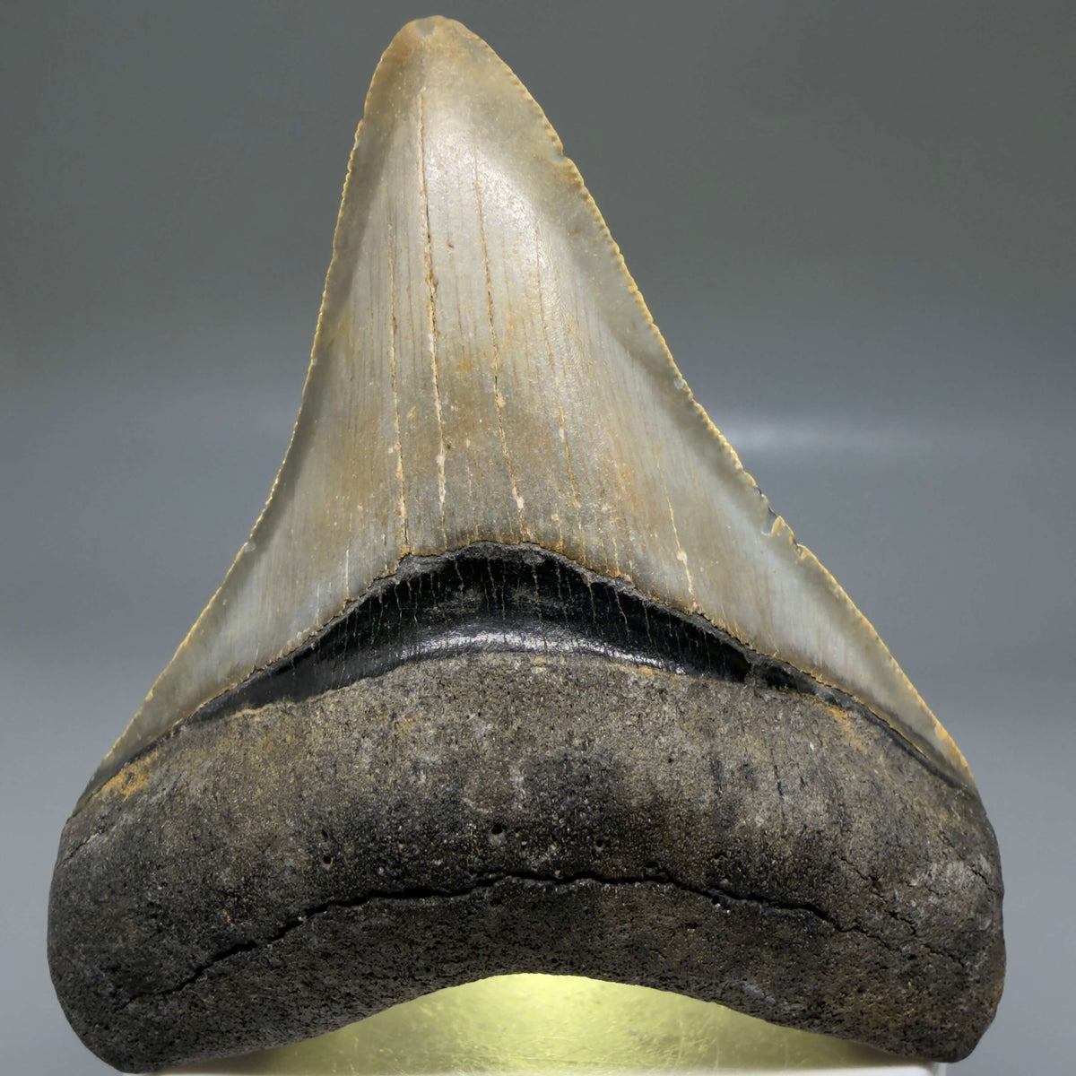 Front View Colorful 3.27" Fossil Megalodon Tooth from North Carolina - megalodonteeth.com CM6799 - 3