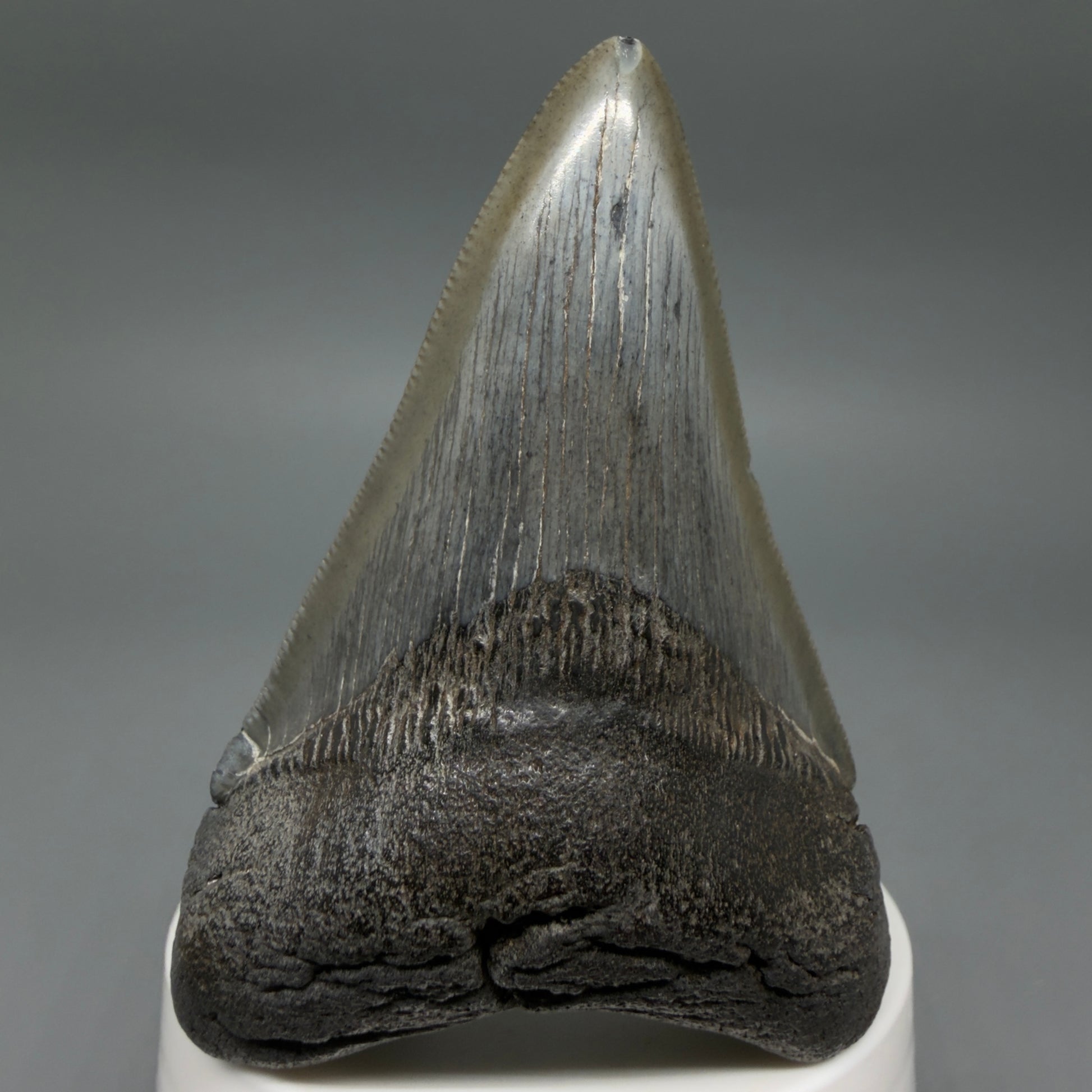 Front View Colorful 3.27" Megalodon Tooth – Fossil Megalodon Tooth from South Carolina CM6404