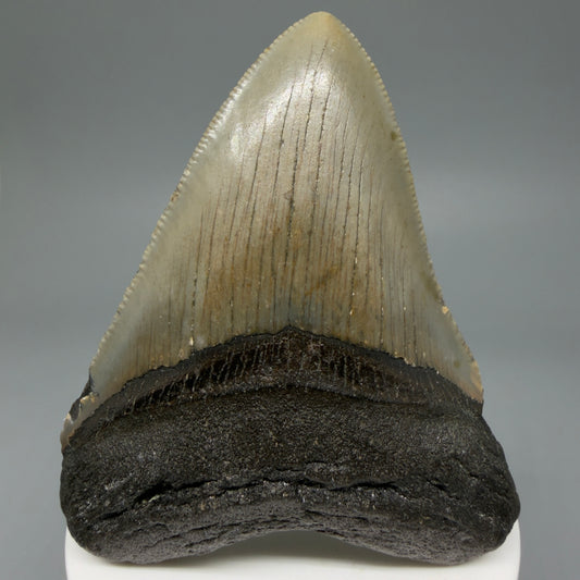 Front View Colorful 3.28" Fossil Megalodon Tooth from North Carolina - megalodonteeth.com CM5983