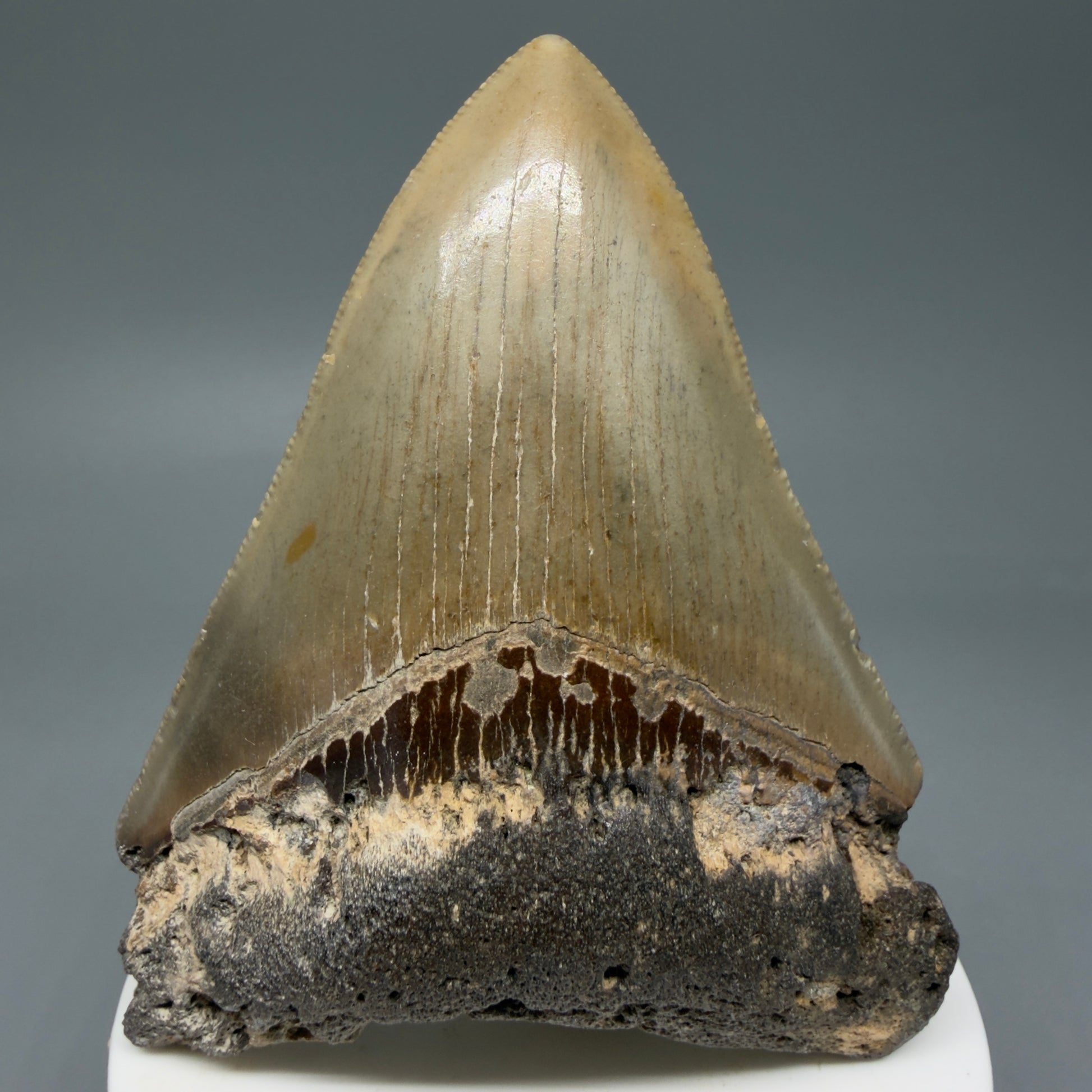Front View Colorful 3.28" Fossil Megalodon Tooth from North Carolina - megalodonteeth.com CM6040