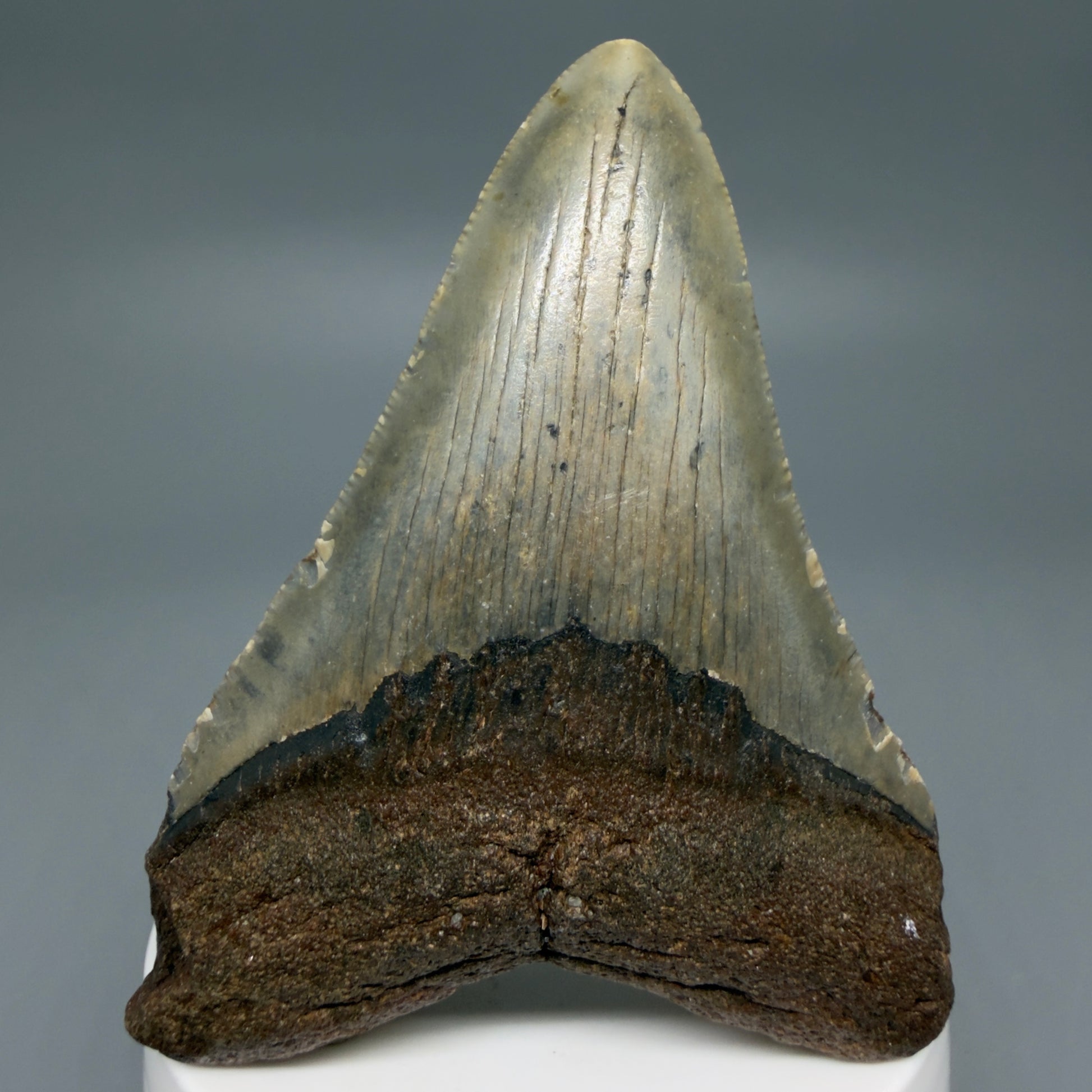 Front View Colorful 3.28" Fossil Megalodon Tooth from North Carolina - megalodonteeth.com CM6238