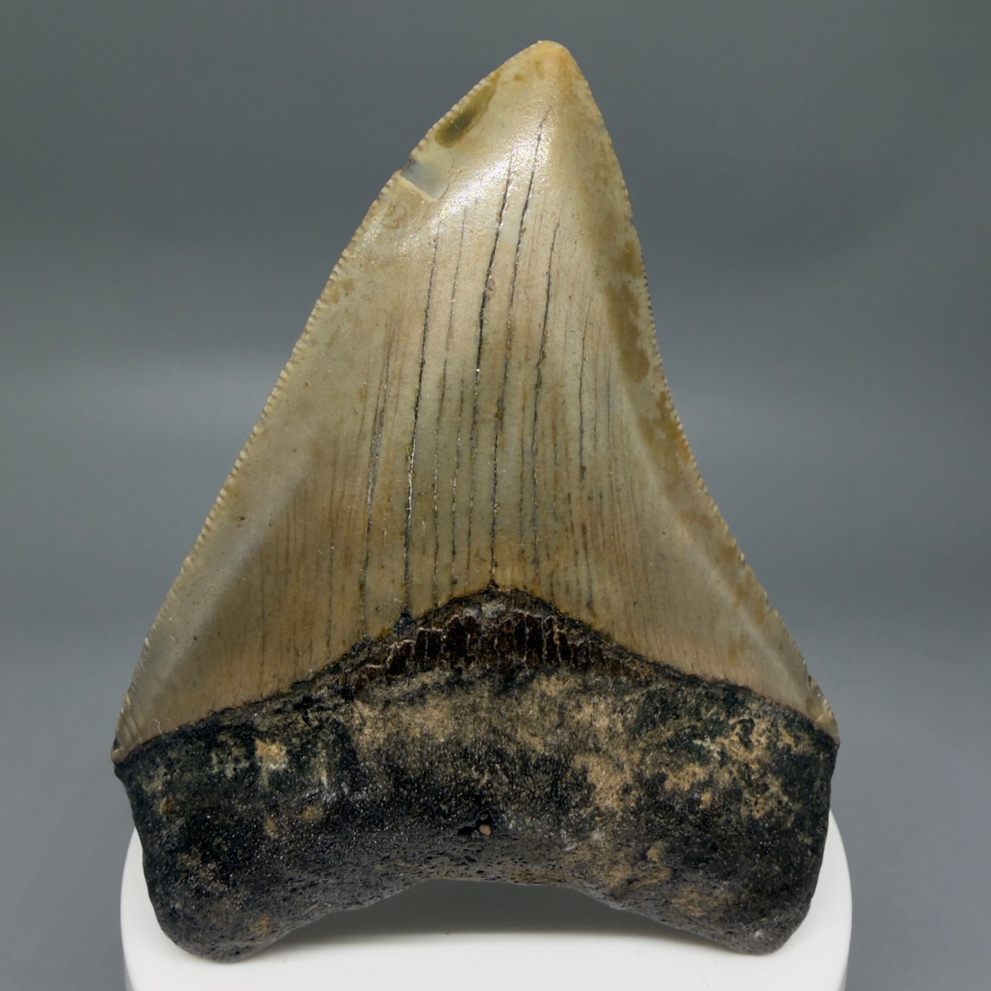 Front View Colorful 3.28" Fossil Megalodon Tooth from North Carolina - megalodonteeth.com CM6355