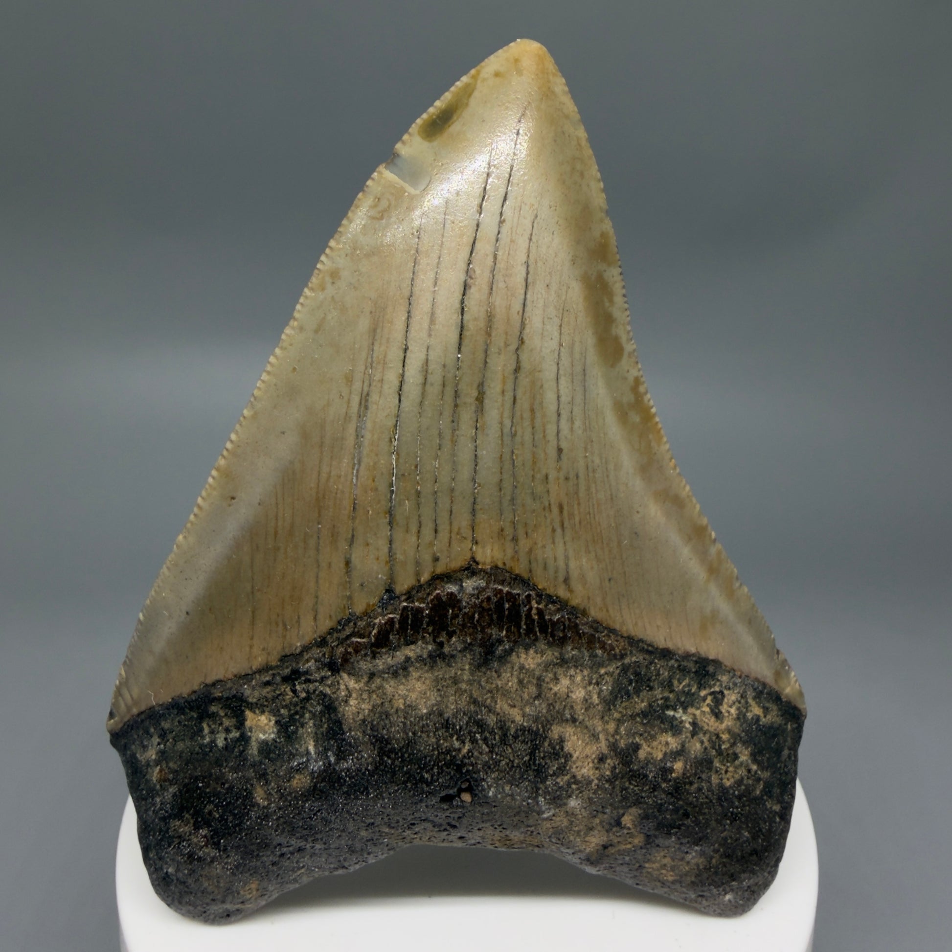 Front View Colorful 3.28" Fossil Megalodon Tooth from North Carolina - megalodonteeth.com CM6355