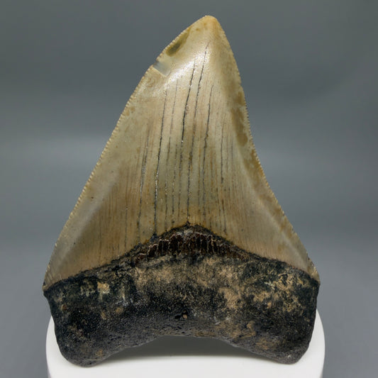 Front View Colorful 3.28" Fossil Megalodon Tooth from North Carolina - megalodonteeth.com CM6355