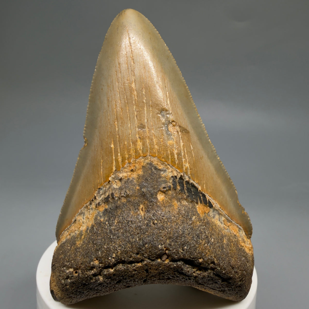 Front View Colorful 3.28" Fossil Megalodon Tooth from North Carolina - megalodonteeth.com CM6763