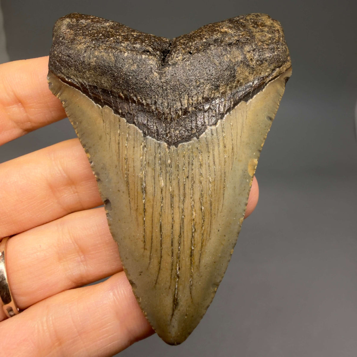 Front View Colorful 3.28" Fossil Megalodon Tooth from North Carolina - megalodonteeth.com CM6798
