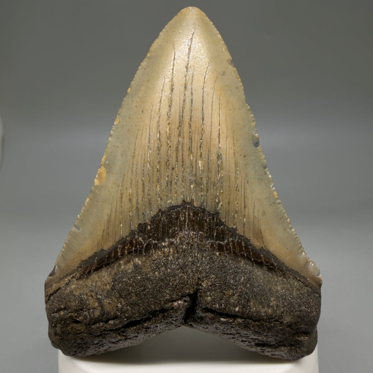 Front View Colorful 3.28" Fossil Megalodon Tooth from North Carolina - megalodonteeth.com CM6798 - 1 
