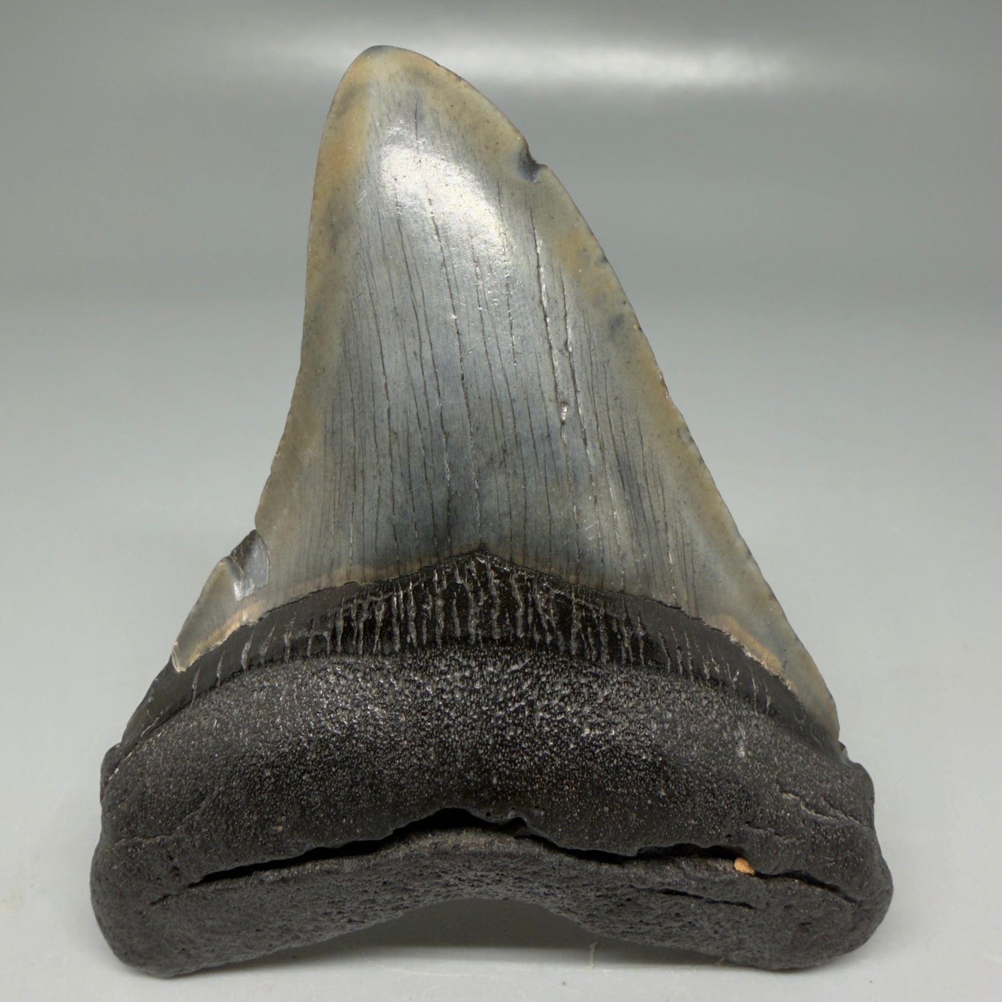 Front View Colorful 3.28" Megalodon Tooth - South Carolina CM6100