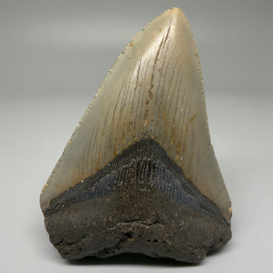 Front View Colorful 3.30" Fossil Megalodon Tooth from North Carolina - megalodonteeth.com CM5526