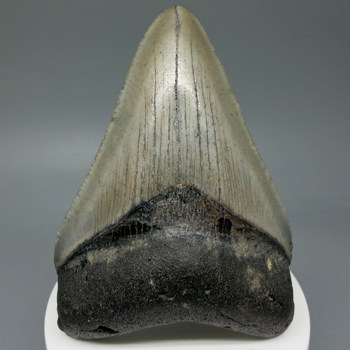 Front View Colorful 3.31" Fossil Megalodon Tooth from North Carolina - megalodonteeth.com CM6041