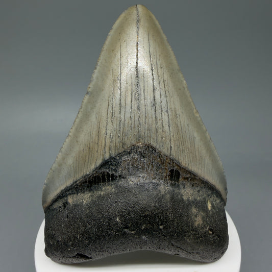 Front View Colorful 3.31" Fossil Megalodon Tooth from North Carolina - megalodonteeth.com CM6041