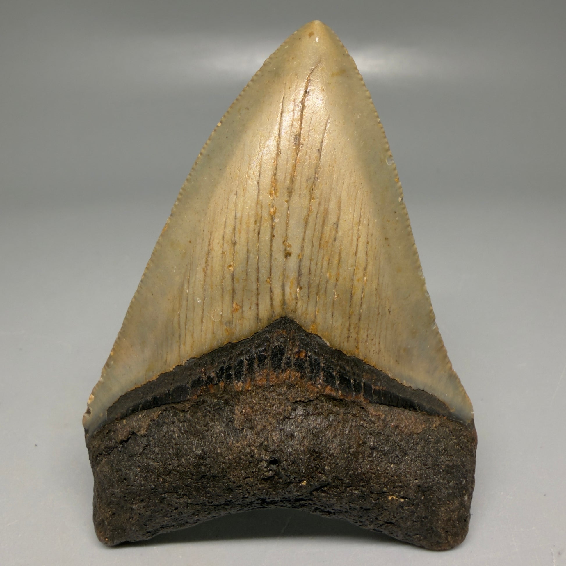 Front View Colorful 3.32" Fossil Megalodon Tooth from North Carolina - megalodonteeth.com CM6191