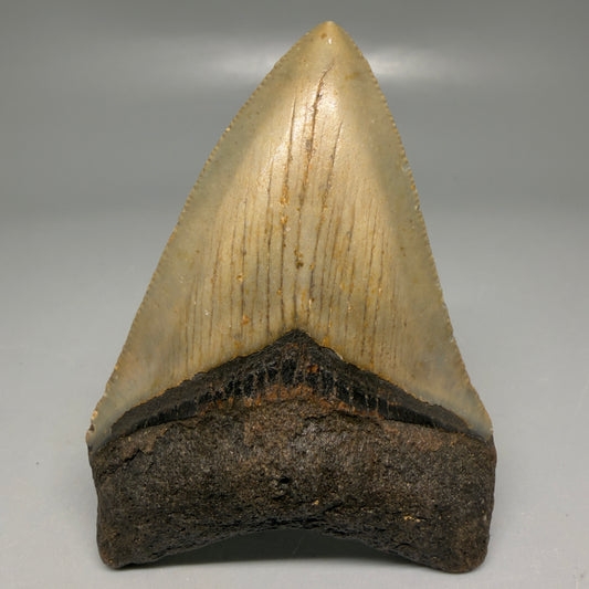 Front View Colorful 3.32" Fossil Megalodon Tooth from North Carolina - megalodonteeth.com CM6191