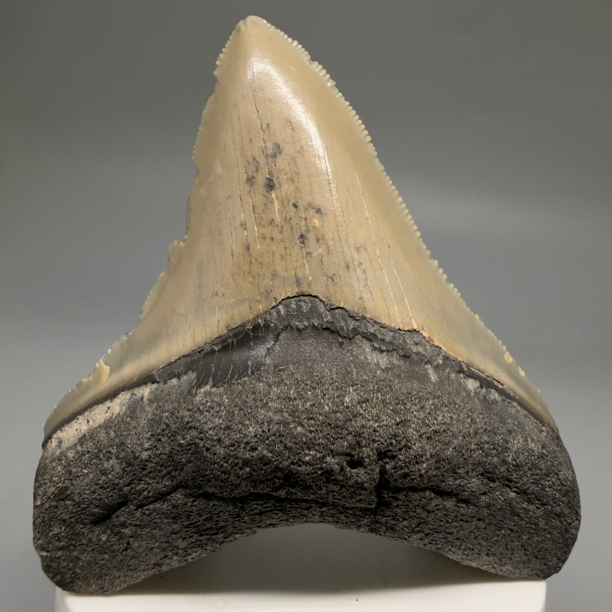 Front View Colorful 3.32" Fossil Megalodon Tooth from North Carolina - megalodonteeth.com CM6766