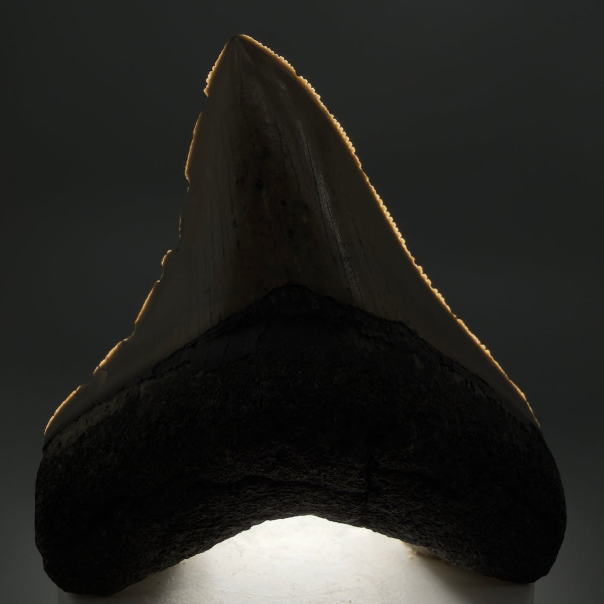 Front View Colorful 3.32" Fossil Megalodon Tooth from North Carolina - megalodonteeth.com CM6766 - 1