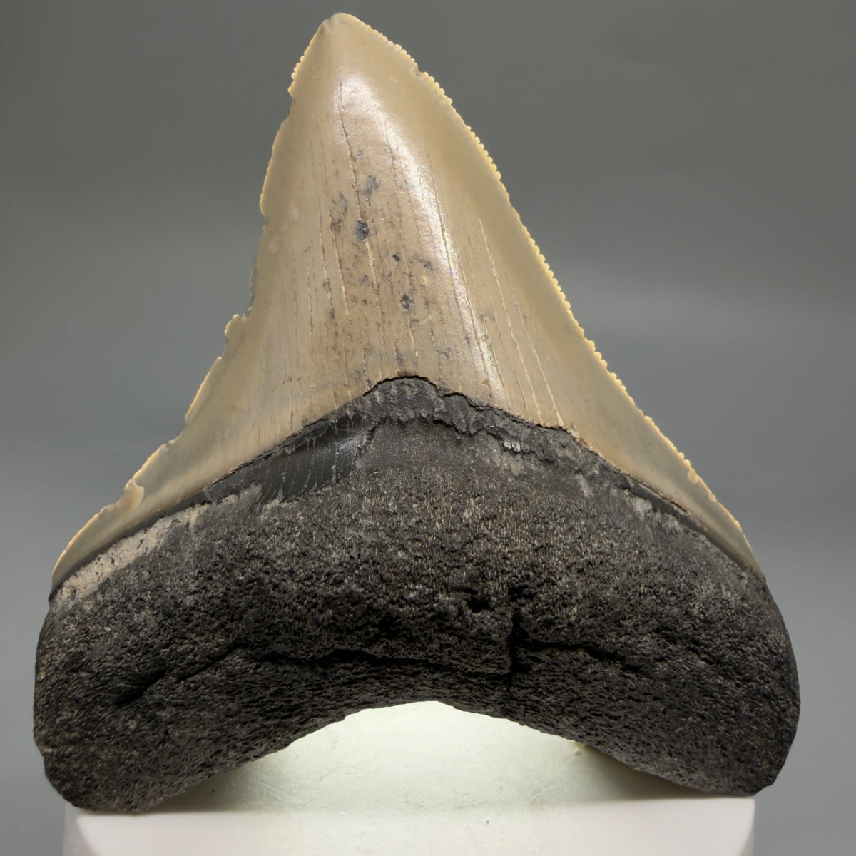 Front View Colorful 3.32" Fossil Megalodon Tooth from North Carolina - megalodonteeth.com CM6766 - 2