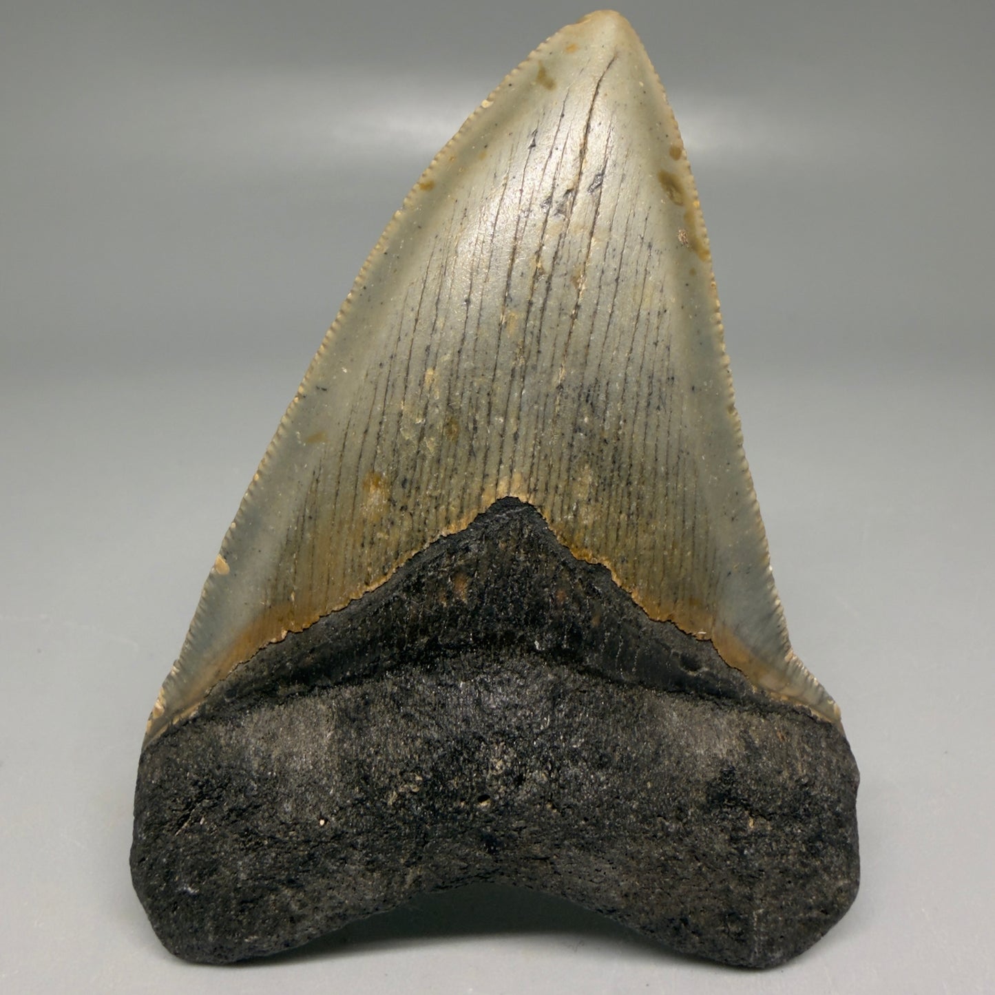 Front View Colorful 3.33" Fossil Megalodon Tooth from North Carolina - megalodonteeth.com CM6192