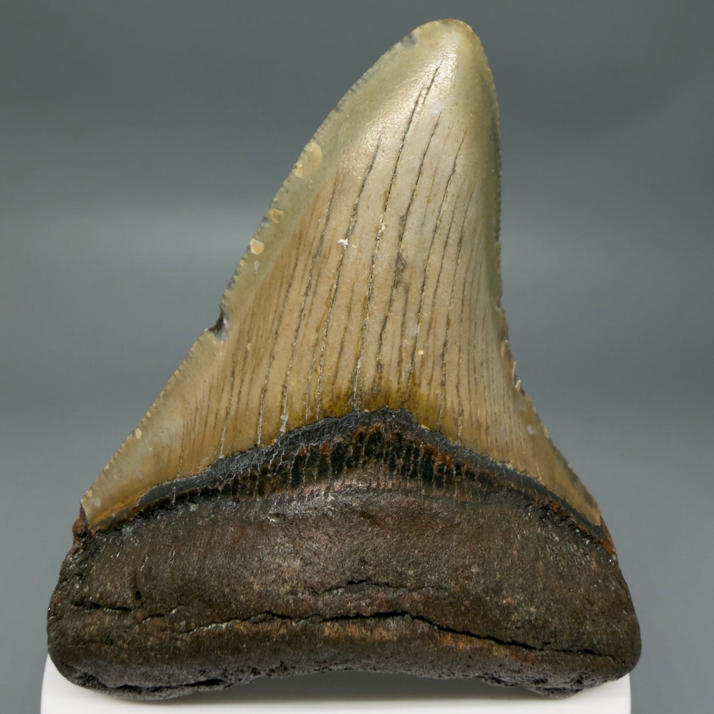 Front View Colorful 3.33" Fossil Megalodon Tooth from North Carolina - megalodonteeth.com CM6357