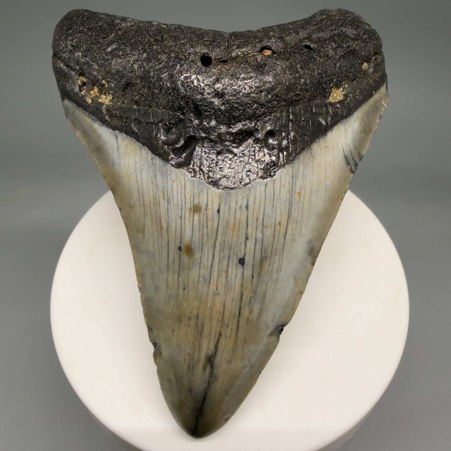 Front View Colorful 3.33" Fossil Megalodon Tooth from North Carolina - megalodonteeth.com CM6576