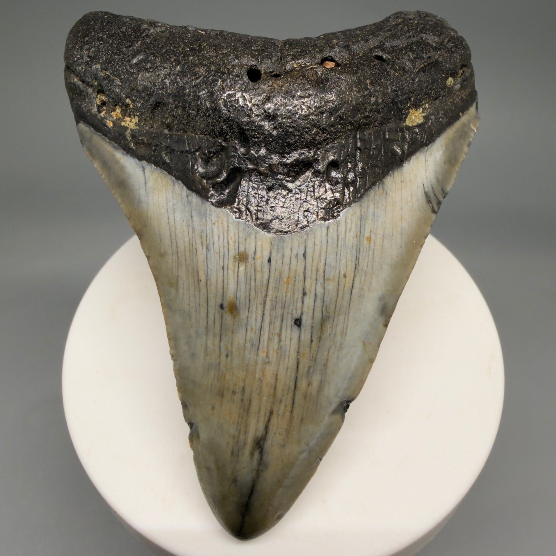 Front View Colorful 3.33" Fossil Megalodon Tooth from North Carolina - megalodonteeth.com CM6576