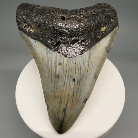 Front View Colorful 3.33" Fossil Megalodon Tooth from North Carolina - megalodonteeth.com CM6576