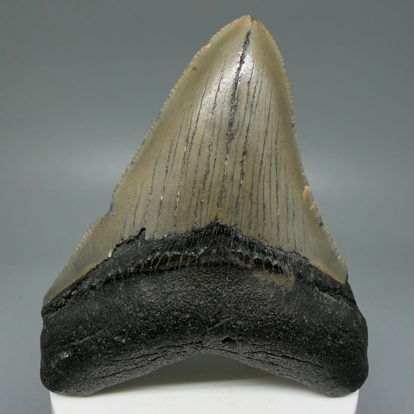 Front View Colorful 3.34" Fossil Megalodon Tooth from North Carolina - megalodonteeth.com CM6072