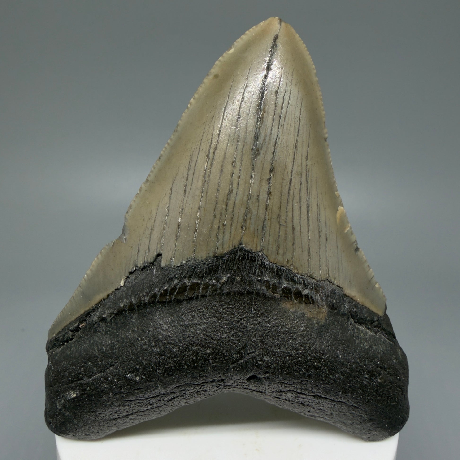 Front View Colorful 3.34" Fossil Megalodon Tooth from North Carolina - megalodonteeth.com CM6072