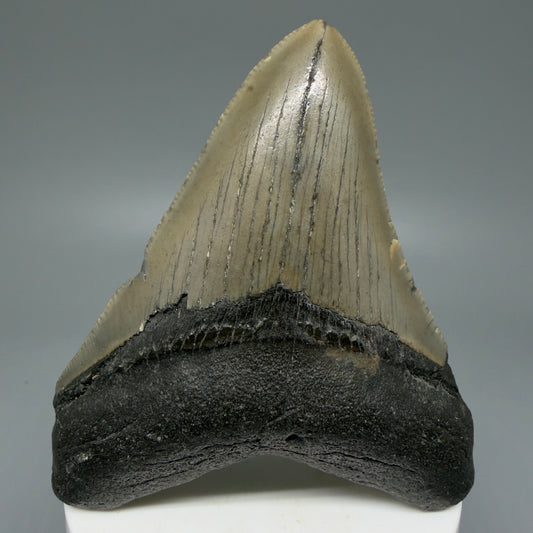 Front View Colorful 3.34" Fossil Megalodon Tooth from North Carolina - megalodonteeth.com CM6072
