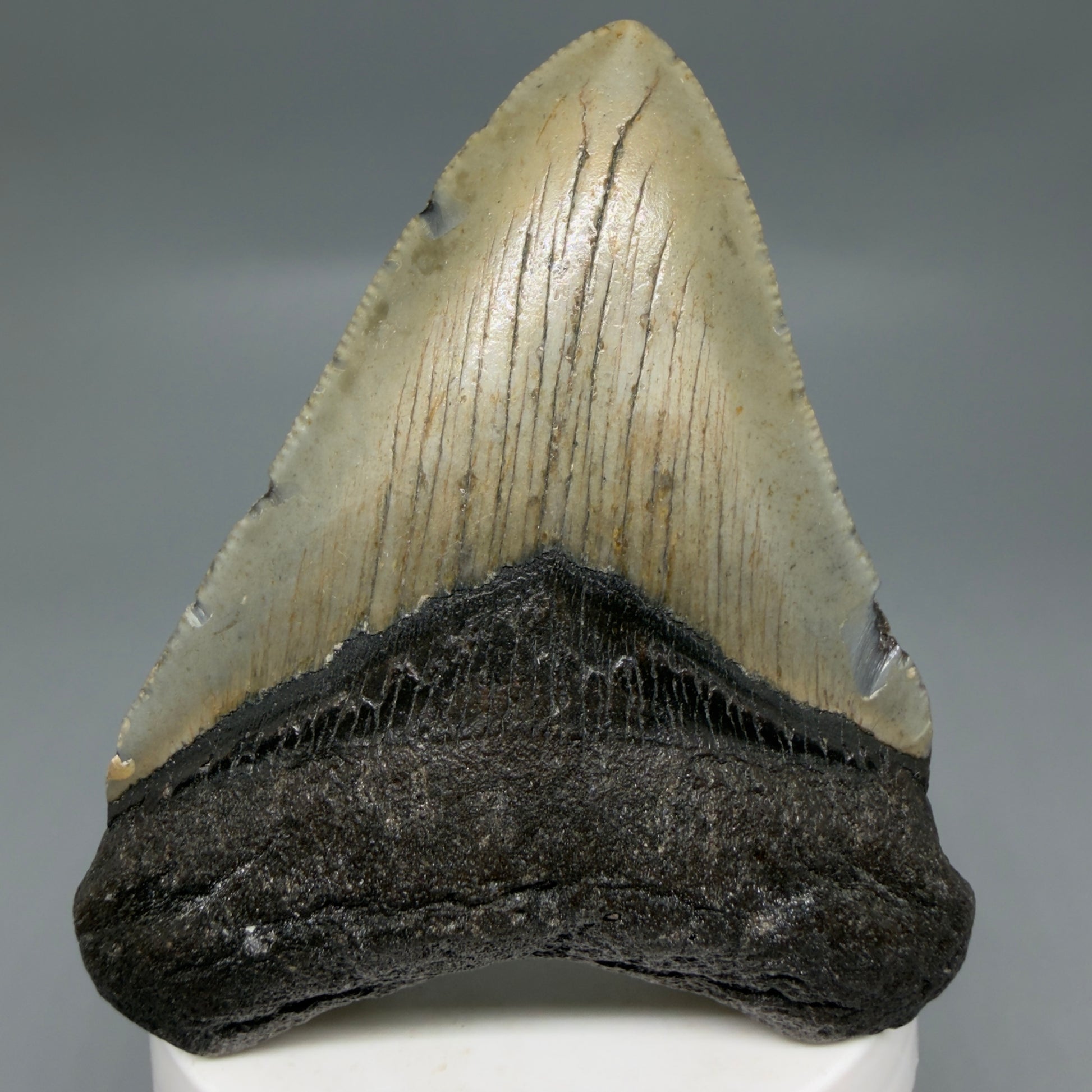 Front View Colorful 3.34" Fossil Megalodon Tooth from North Carolina - megalodonteeth.com CM6299