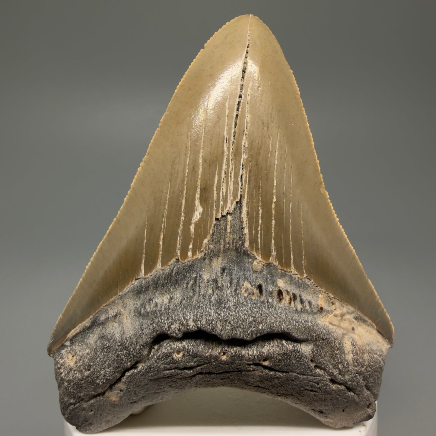 Front View Colorful 3.37" Fossil Megalodon Tooth from North Carolina - megalodonteeth.com CM5611