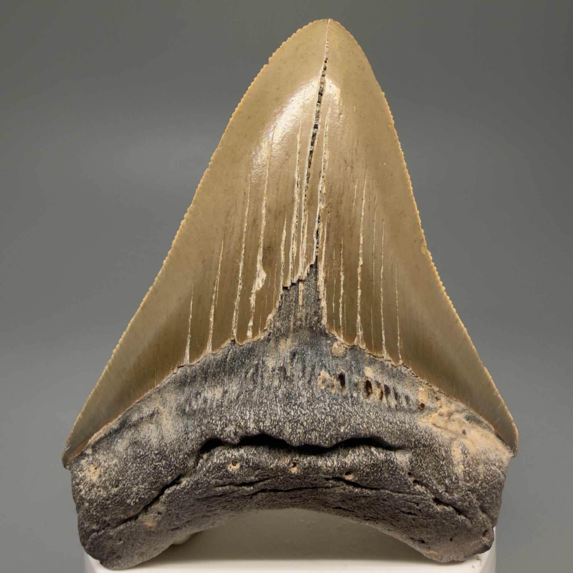 Front View Colorful 3.37" Fossil Megalodon Tooth from North Carolina - megalodonteeth.com CM5611