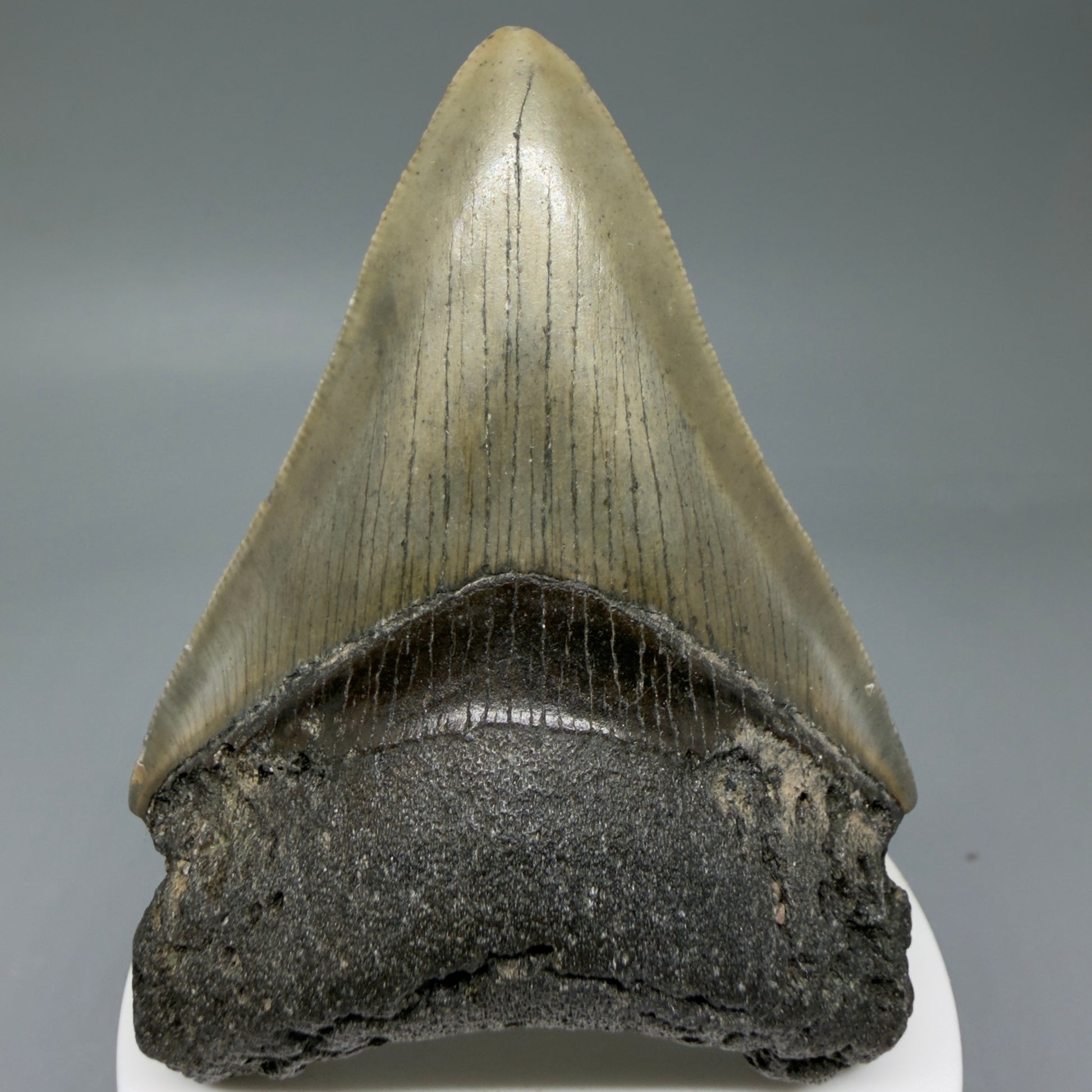 Front View Colorful 3.38" Fossil Megalodon Tooth from North Carolina - megalodonteeth.com CM6042