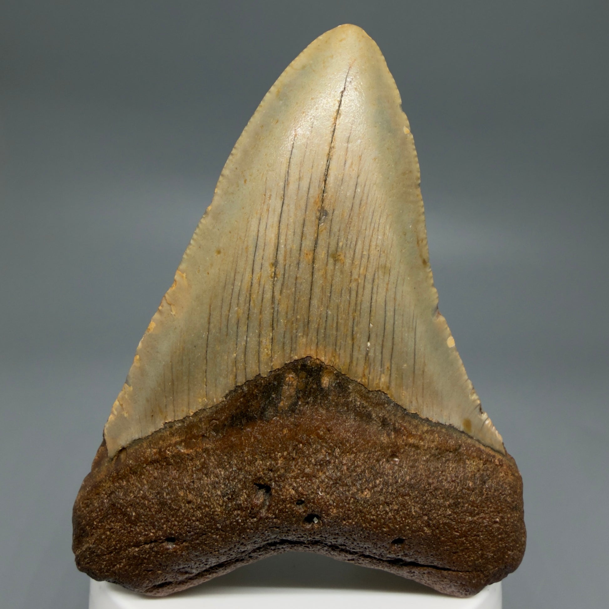 Front View Colorful 3.38" Fossil Megalodon Tooth from North Carolina - megalodonteeth.com CM6239