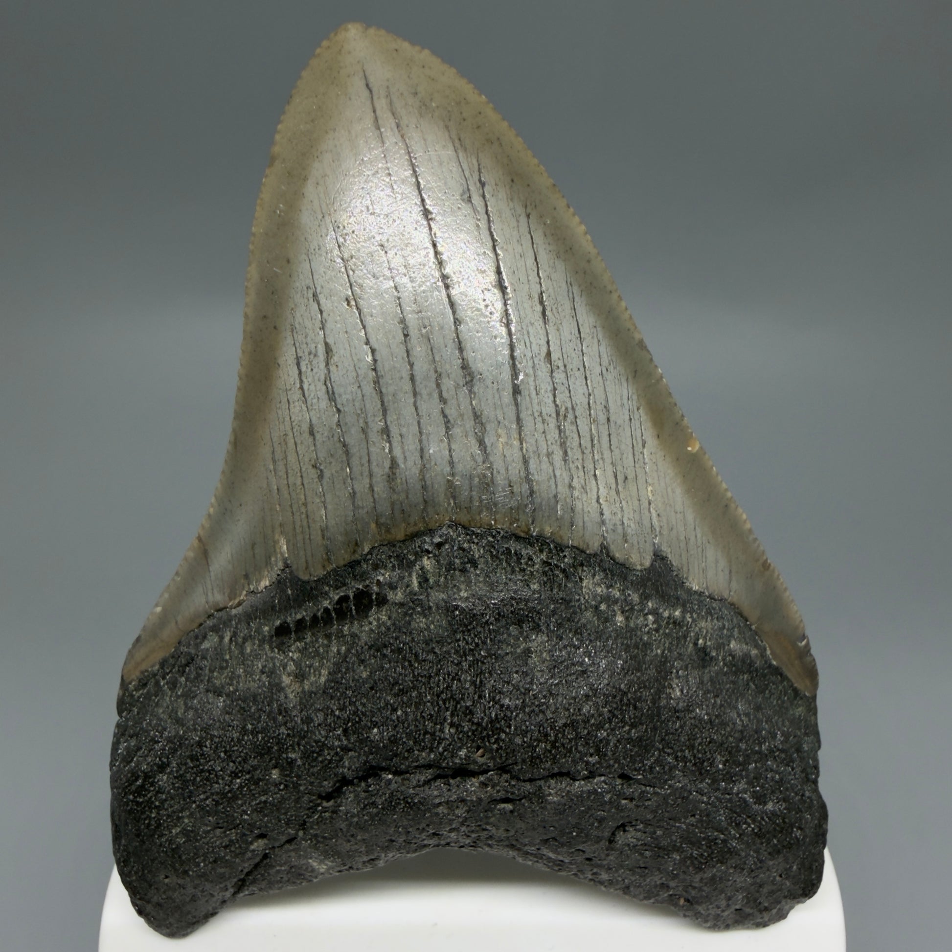Front View Colorful 3.39" Fossil Megalodon Tooth from North Carolina - megalodonteeth.com CM6300