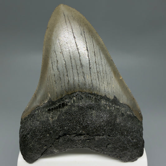 Front View Colorful 3.39" Fossil Megalodon Tooth from North Carolina - megalodonteeth.com CM6300