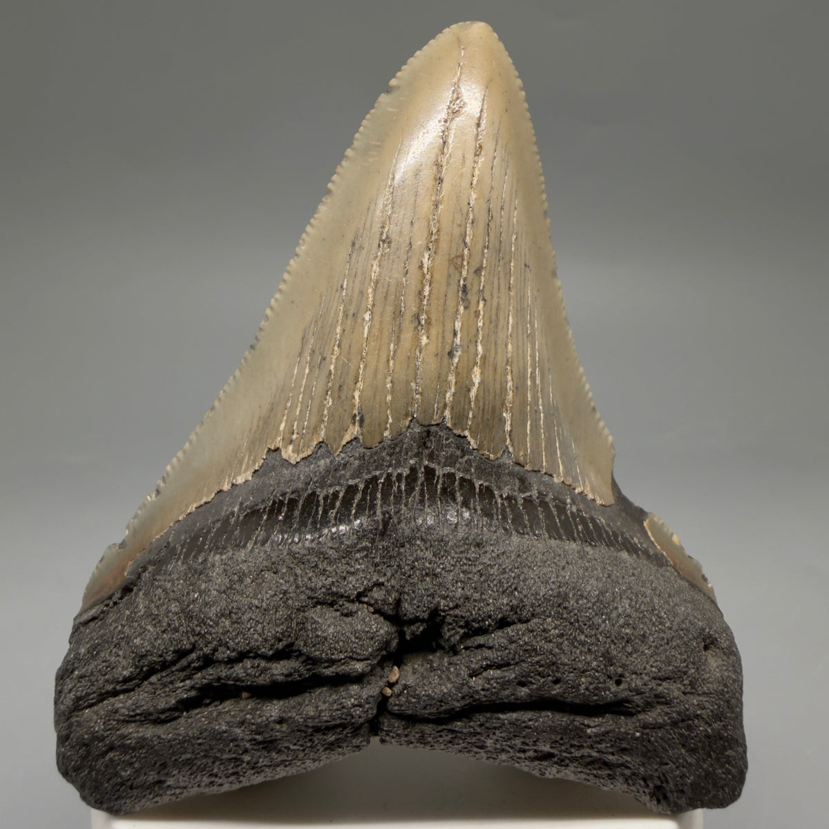 Front View Colorful 3.39" Fossil Megalodon Tooth from North Carolina - megalodonteeth.com CM6637