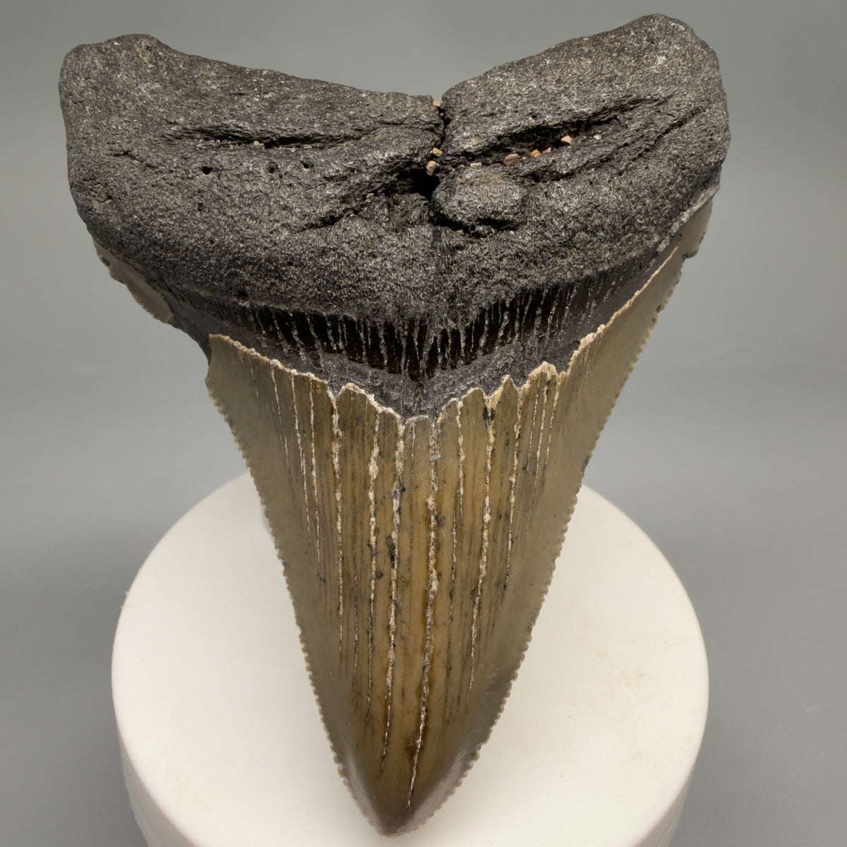 Front View Colorful 3.39" Fossil Megalodon Tooth from North Carolina - megalodonteeth.com CM6637 - 1