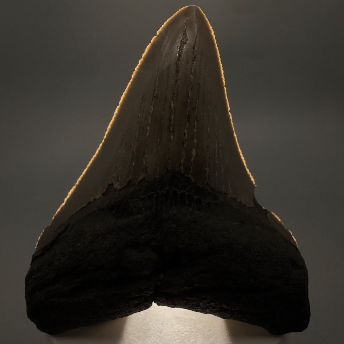 Front View Colorful 3.39" Fossil Megalodon Tooth from North Carolina - megalodonteeth.com CM6637 - 2