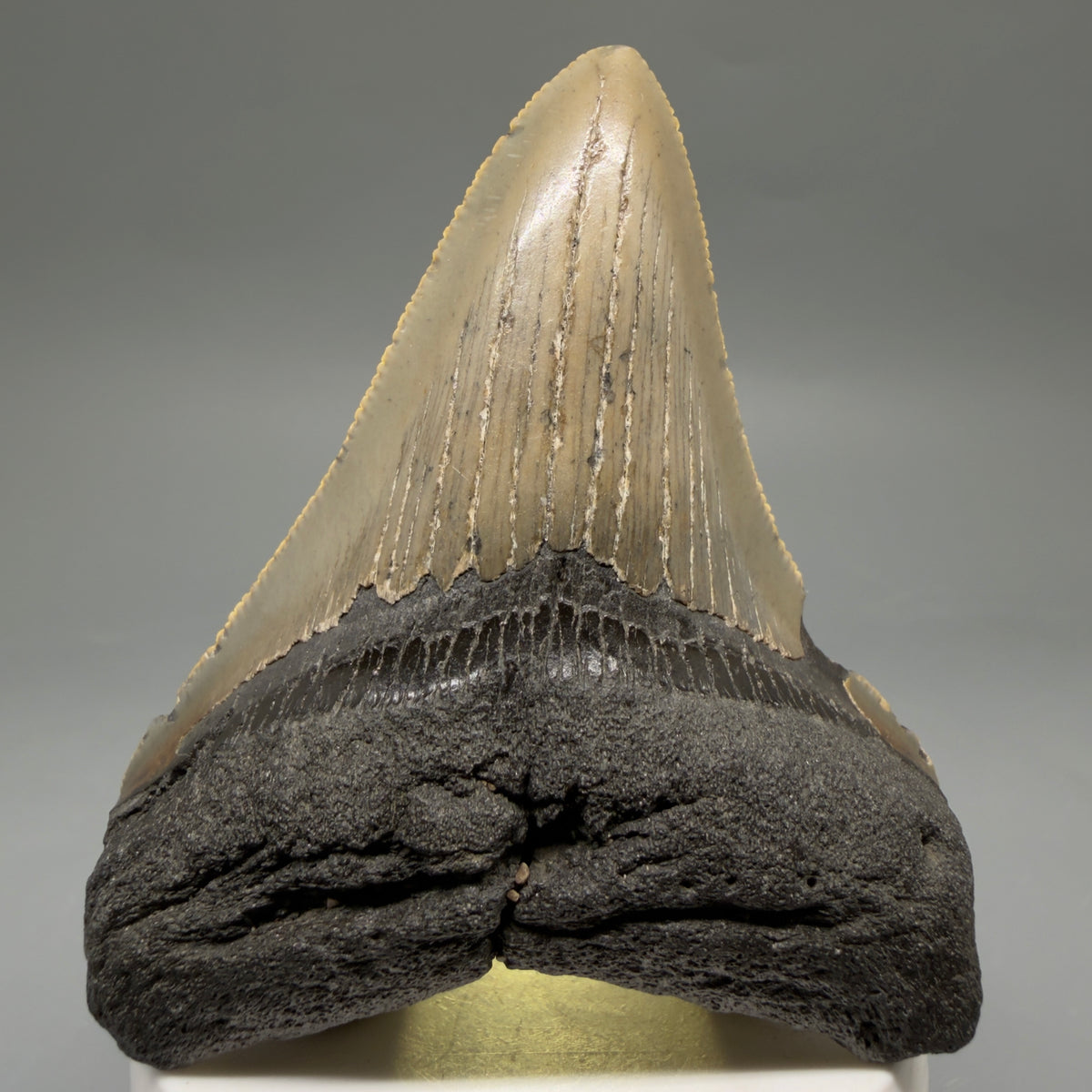 Front View Colorful 3.39" Fossil Megalodon Tooth from North Carolina - megalodonteeth.com CM6637 - 3