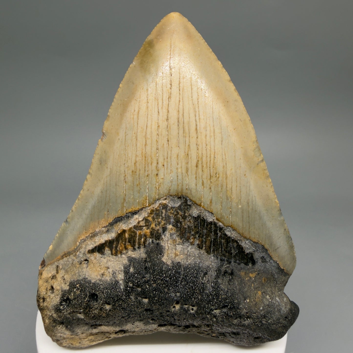 Front View Colorful 3.40" Fossil Megalodon Tooth from North Carolina - megalodonteeth.com CM6507- 1