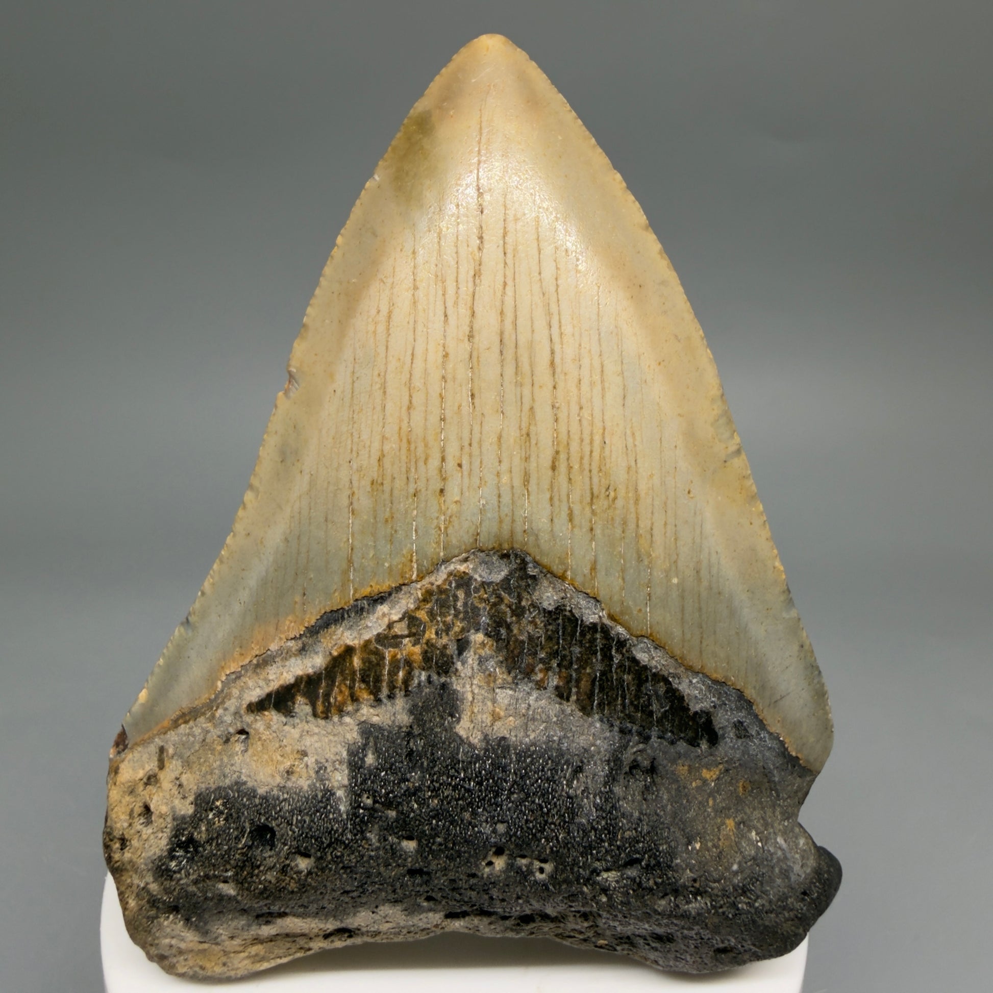 Front View Colorful 3.40" Fossil Megalodon Tooth from North Carolina - megalodonteeth.com CM6507- 1