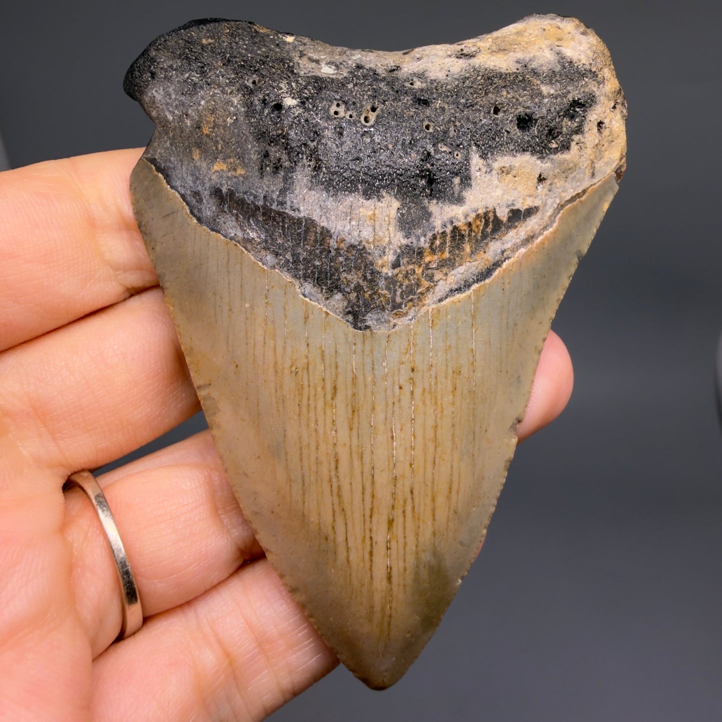 Front View Colorful 3.40" Fossil Megalodon Tooth from North Carolina - megalodonteeth.com CM6507