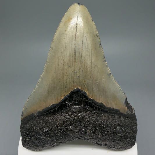 Front View Colorful 3.42" Fossil Megalodon Tooth from North Carolina - megalodonteeth.com CM5985
