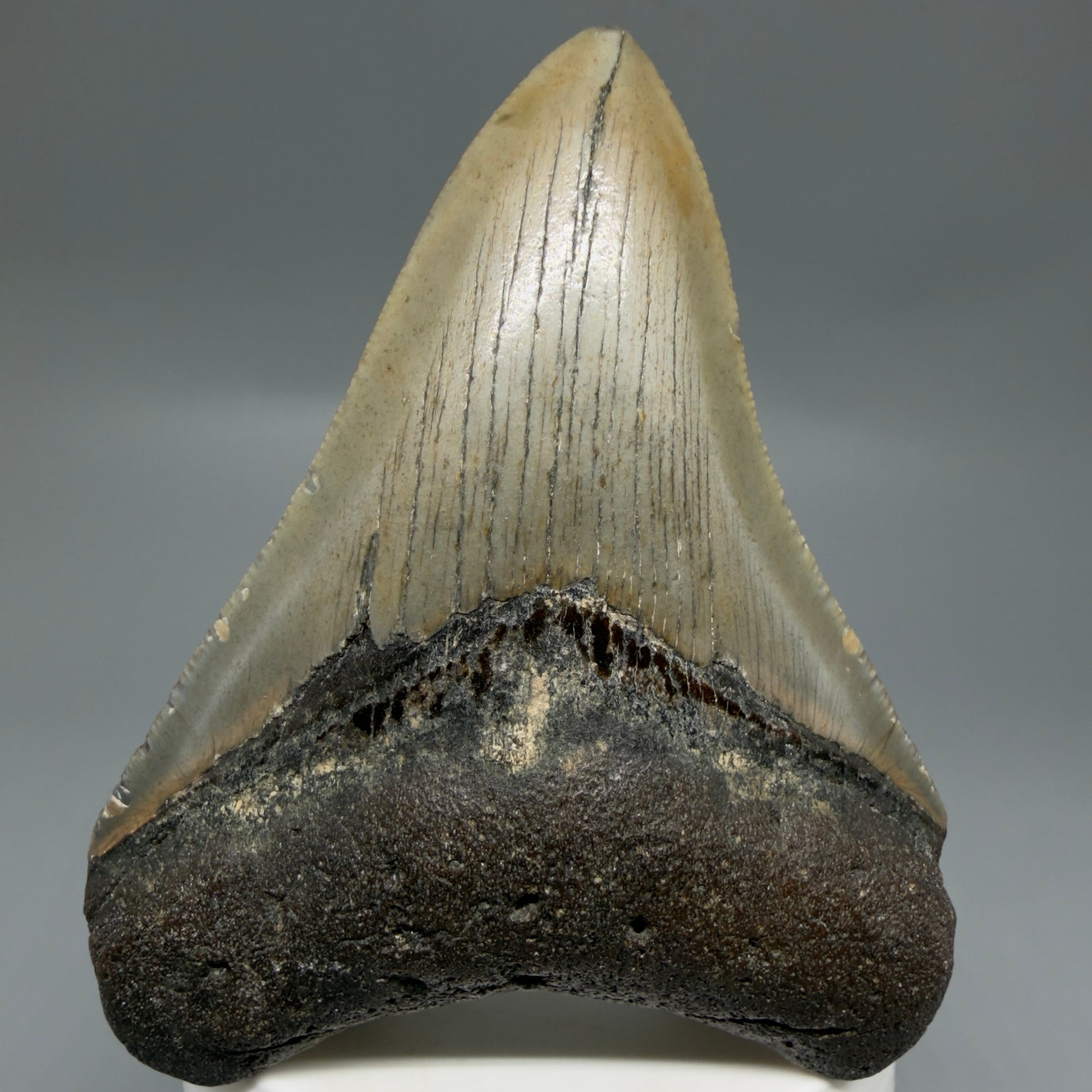 Front View Colorful 3.42" Fossil Megalodon Tooth from North Carolina - megalodonteeth.com CM6301