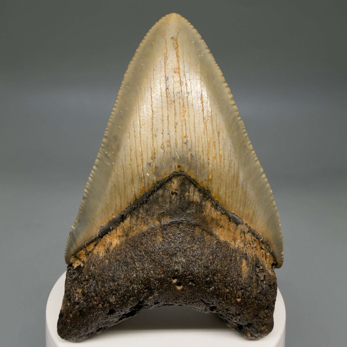 Front View Colorful 3.42" Fossil Megalodon Tooth from North Carolina - megalodonteeth.com CM6800